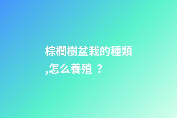 棕櫚樹盆栽的種類,怎么養殖？
